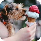 dog eat ice cream